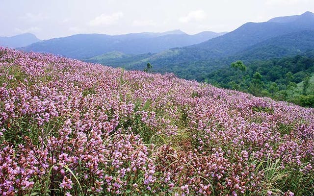 Indian floral fields in the mountains