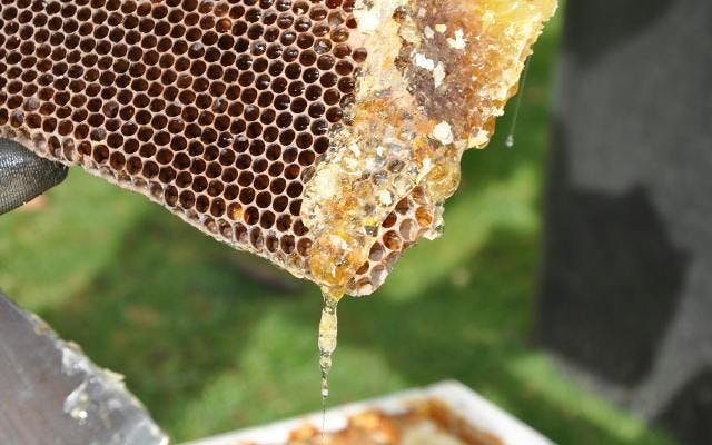 honeycomb and honey dripping off bees