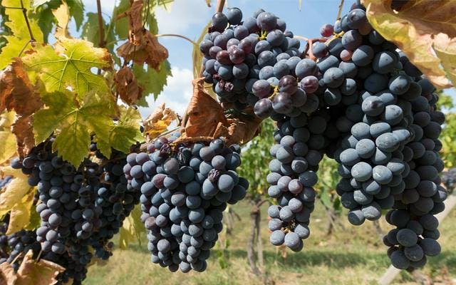 Chianti Grapes Italy