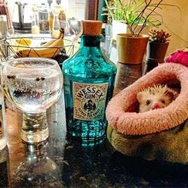 Look out - a dragon! The cutest dragon we ever did see protecting Bethany’s bottle of Wessex Gin!