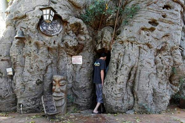 THE WORLD’S ULTIMATE SPEAKEASY IS IN A TREE IN SOUTH AFRICA!
