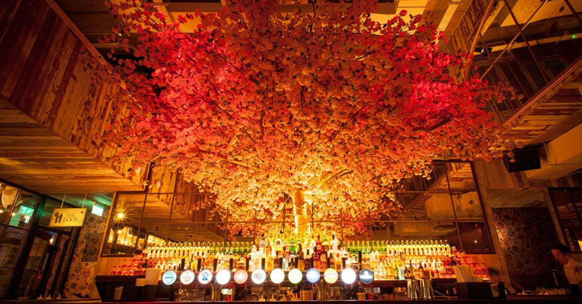 Sip a gin and tonic underneath a cherry blossom tree on Botanic Avenue!