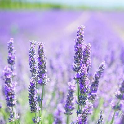 Botanicals Guide: Lavender & a zesty biscotti