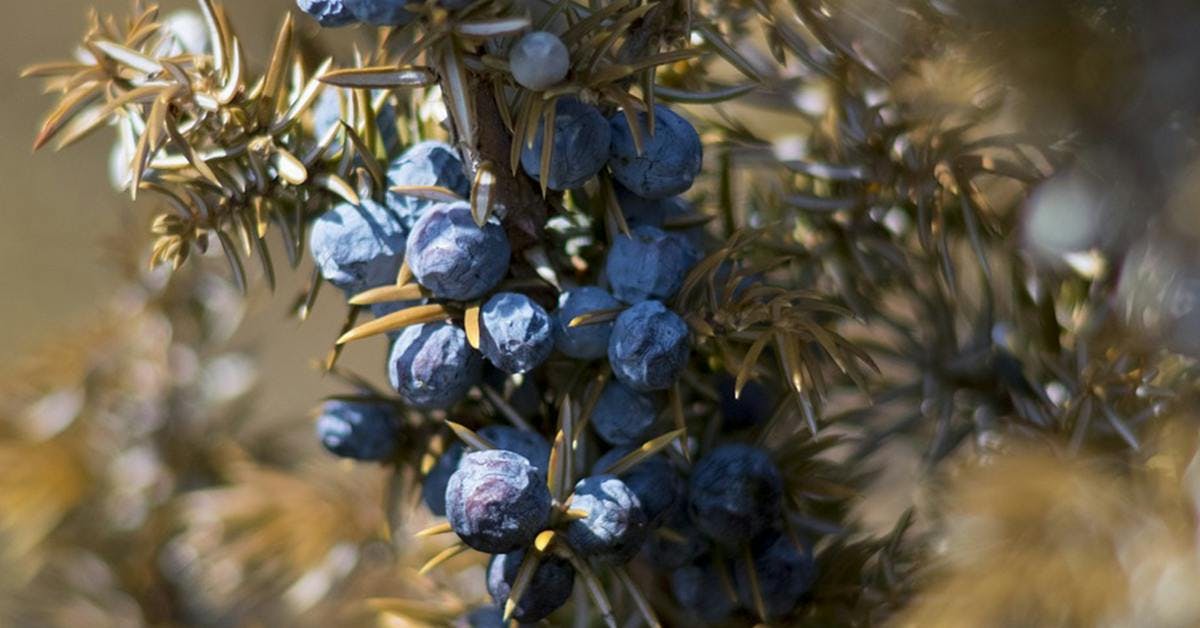 A Look At The Tree That Helps Create Gin