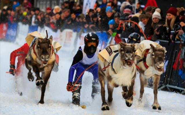 Reindeer Racing in the arctic circle
