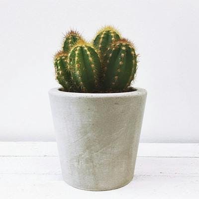 Barry the Cactus mini potted plant