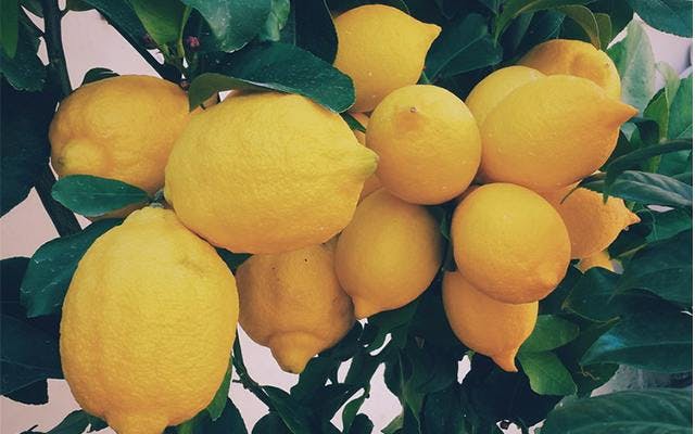 lemon+tree.png