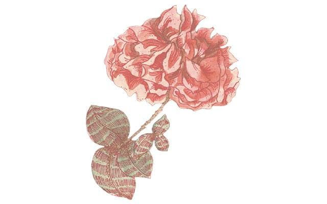 damask rose botanical.jpg
