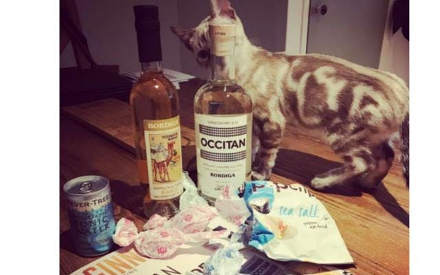 Bengal cat with Occitan gin
