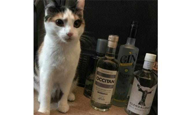 Tabby cat with Occitan gin!