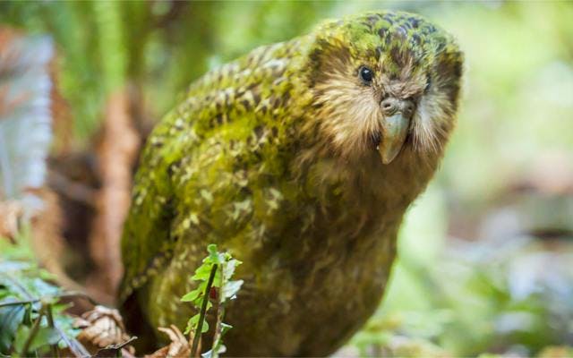 Kakapo night parrot