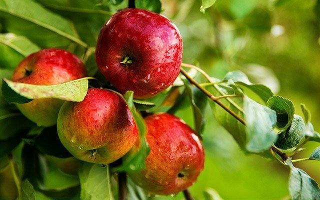 Apples from Normandy to make Calvados