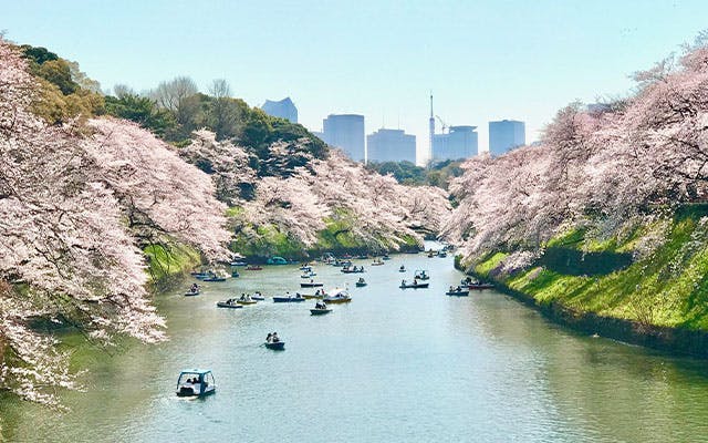 Sakura (cherry blossom) trees in Japan
