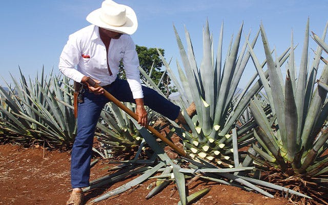 Blue agave being havested by a jimanore to make tequila