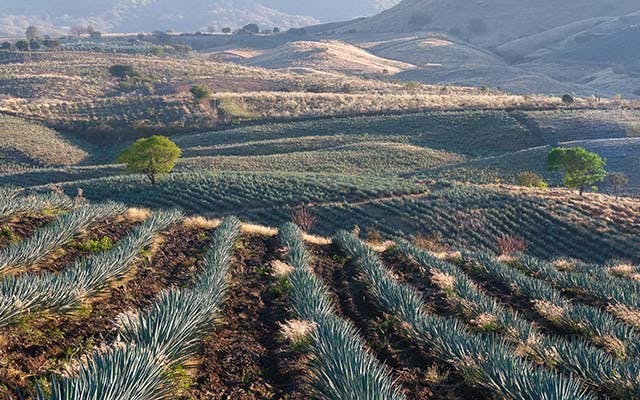 Blue agave field, where tequila production begins