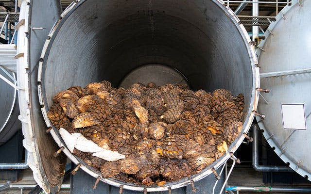 Hornos over for roasted blue agave cores for tequila production