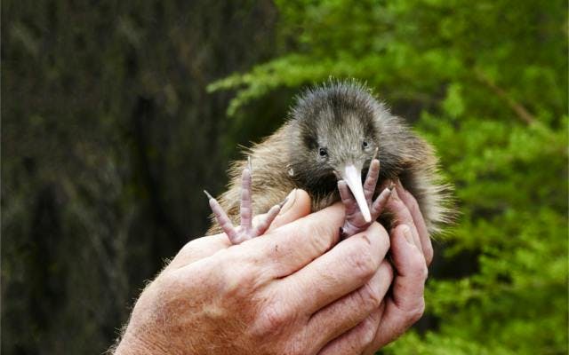 Kiwi bird in hand