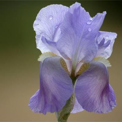 Daisy Purple flower