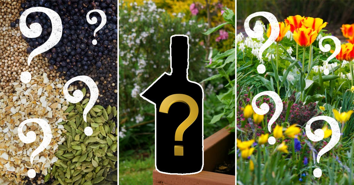 June's Gin of the Month box has arrived! What's inside?